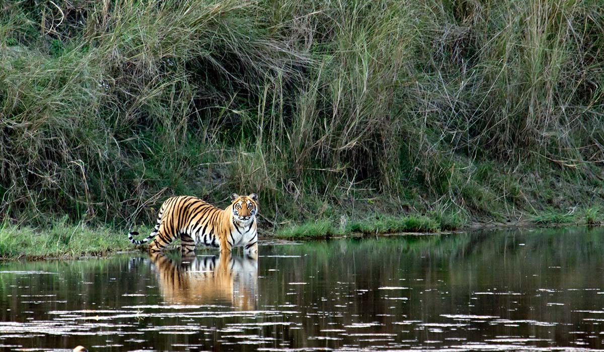 Bardiya_National_park