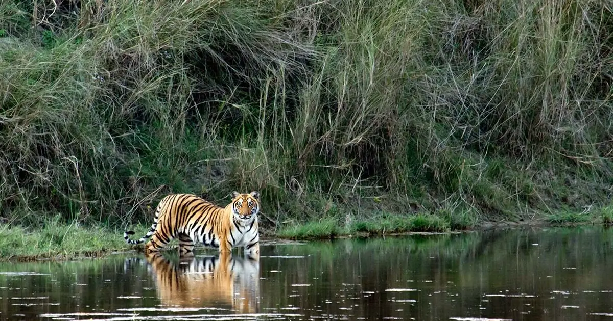 Picture of Tiger during Bardia National Park Tour
