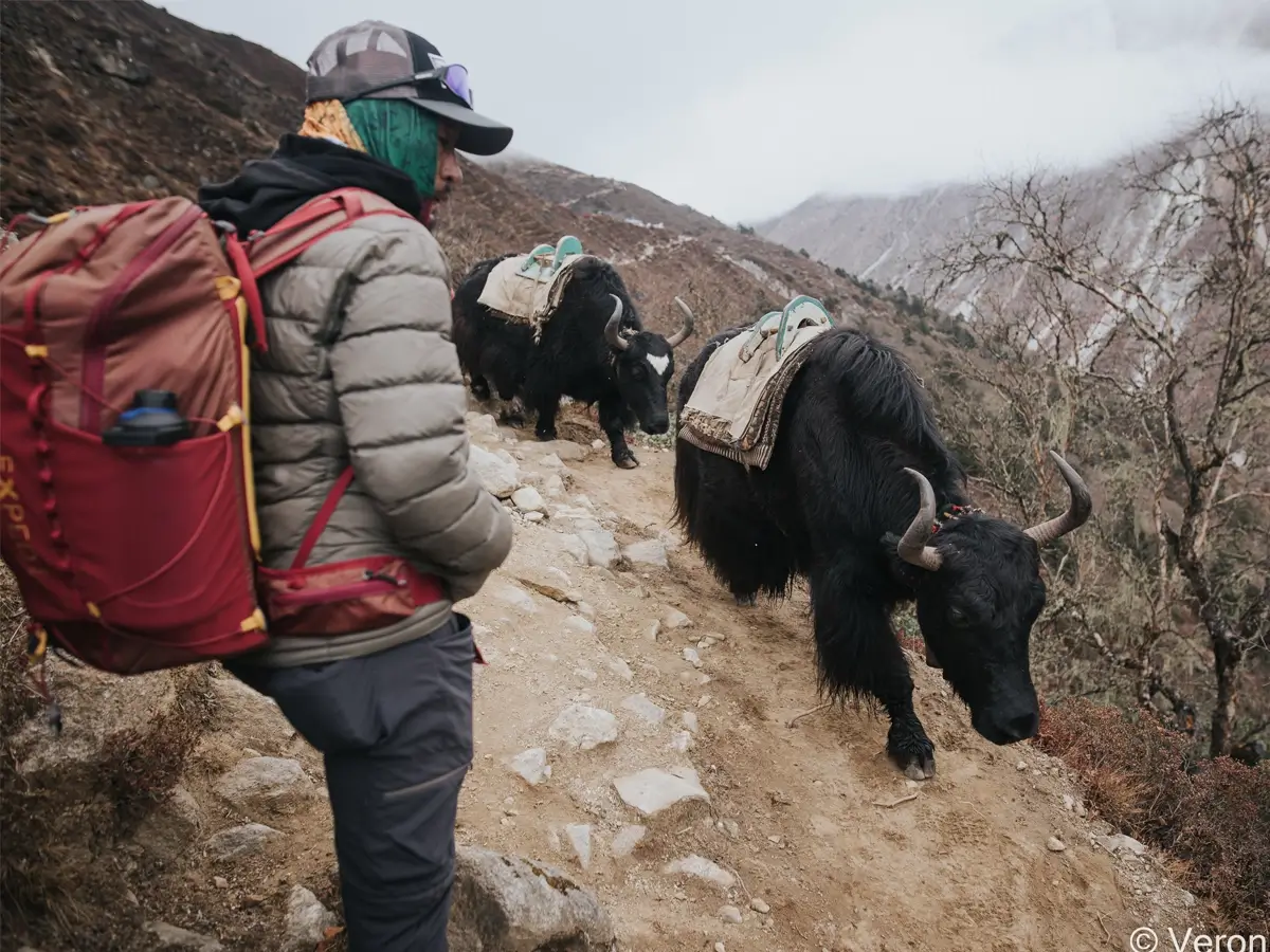 Spotting yaks on the Gokyo route 