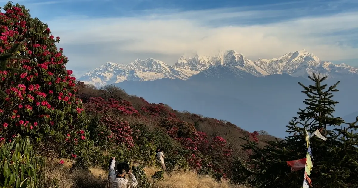 View of rhododendron forests and mountains from Ghorepani