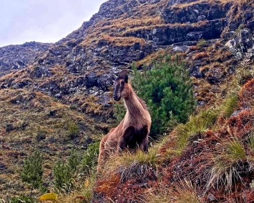 Himalayan Thar Abc Trek