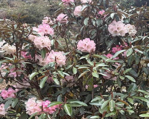 Rhododendrontsum Valley