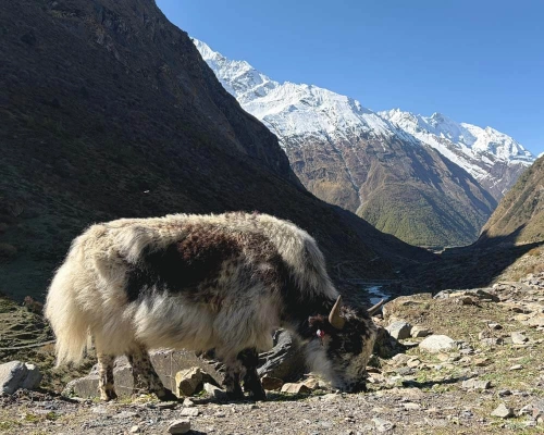 Yak Tsum Valley Trekking