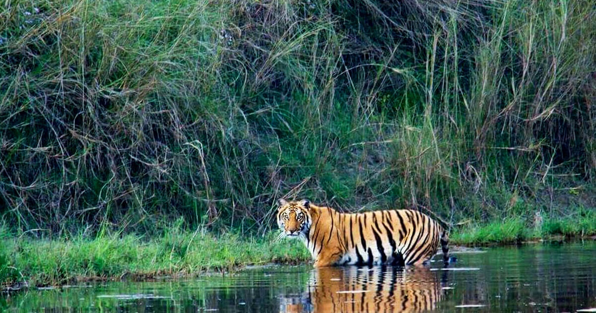 Nepal's Wild Wonders - Exploring Exotic Wildlife Through The Lens